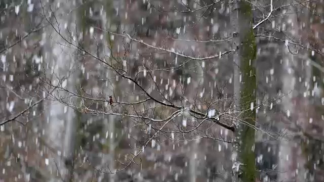 森林降雪，巴伐利亚森林，德国巴伐利亚视频素材