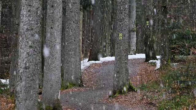 冬天下雪的森林小路，德国巴伐利亚森林视频素材