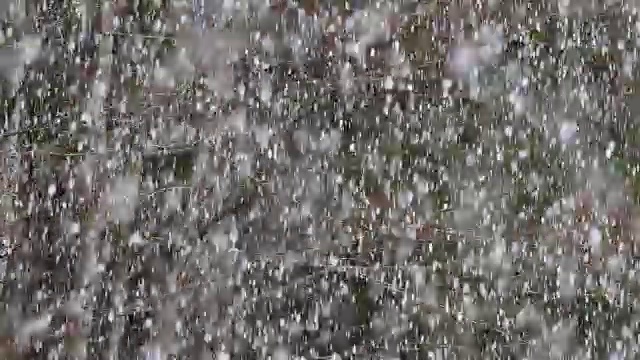 森林降雪，巴伐利亚森林，德国巴伐利亚视频素材