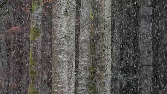 森林降雪，巴伐利亚森林，德国巴伐利亚视频素材