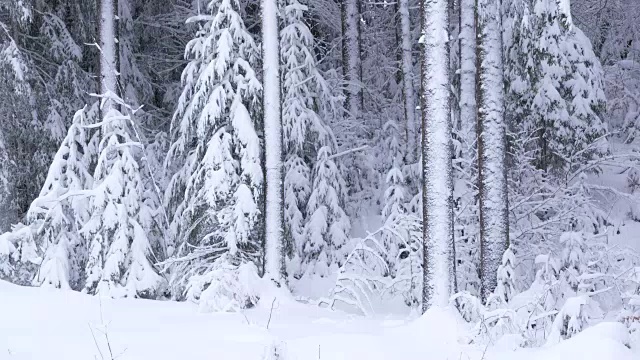 雪覆盖了森林里的树木。视频素材