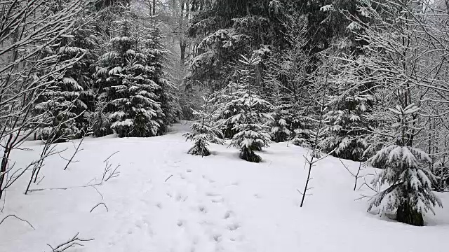 冬季降雪的森林小路，德国巴伐利亚州的巴伐利亚森林视频素材