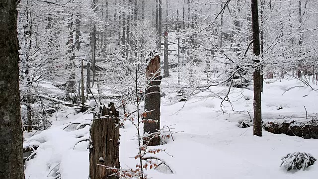 冬季降雪的森林，德国巴伐利亚州的巴伐利亚森林视频素材