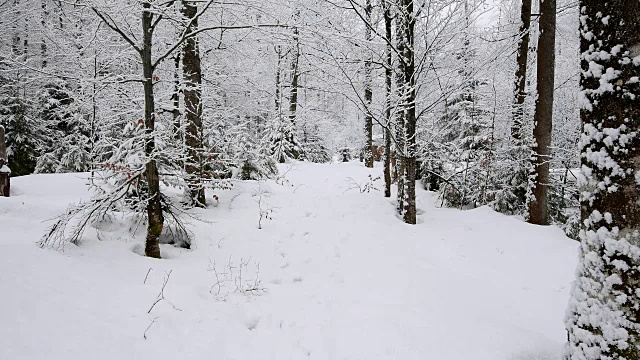 冬季降雪的森林小路，德国巴伐利亚州的巴伐利亚森林视频素材