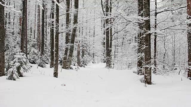 冬季降雪的森林小路，德国巴伐利亚州的巴伐利亚森林视频素材