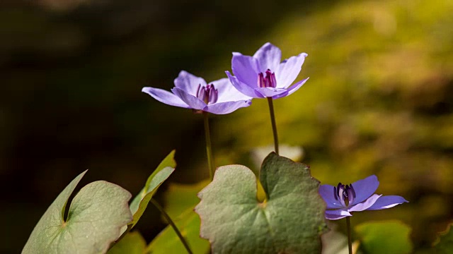 Jeffersonia dubia(野花)盛开视频素材