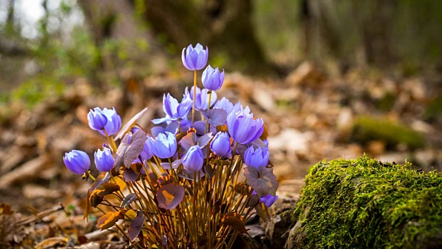 Jeffersonia dubia(野花)盛开视频素材