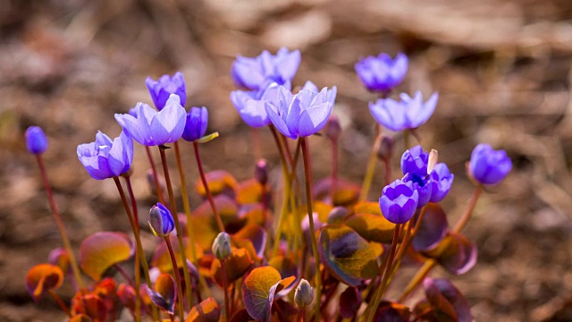 Jeffersonia dubia(野花)盛开视频素材