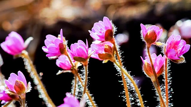 亚洲Hepatica Nakai(野花)开花了视频素材