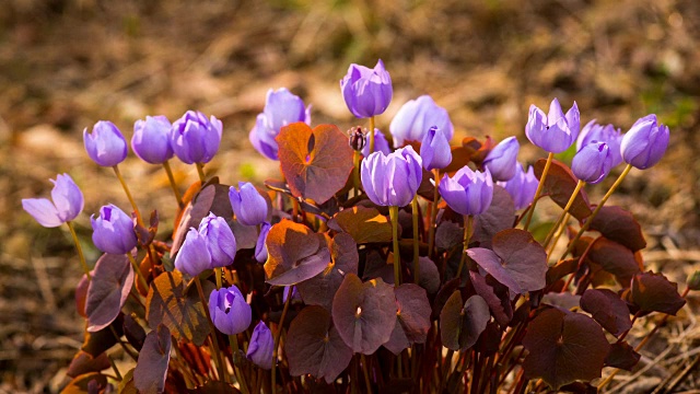 Jeffersonia dubia(野花)盛开视频素材