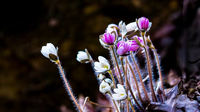 亚洲Hepatica Nakai(野花)开花了视频素材