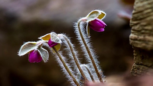 亚洲Hepatica Nakai(野花)开花了视频素材