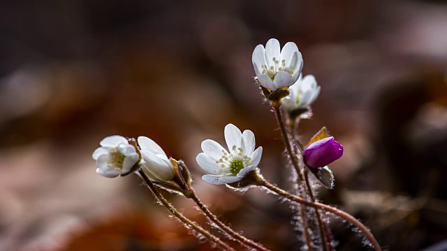 亚洲Hepatica Nakai(野花)开花了视频素材