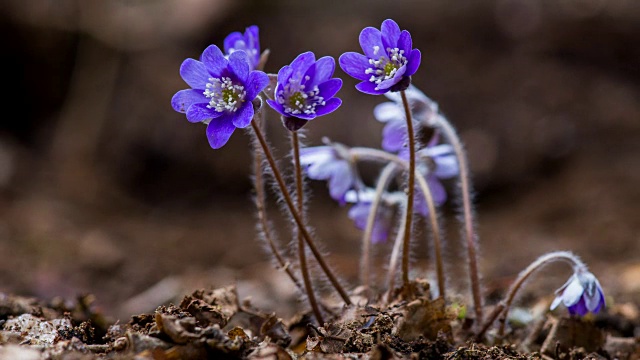 春花(Cheongnorugwi)盛开视频素材