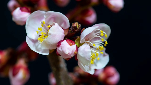 日本杏花盛开视频素材