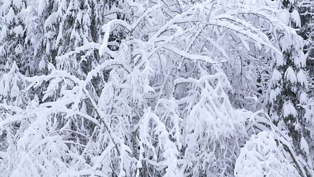 森林里白雪覆盖的树在下雪，动作缓慢。视频素材