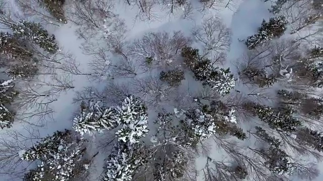 天线:雪松林视频素材