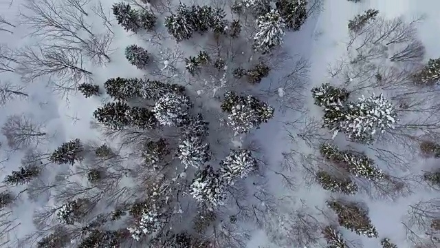 天线:雪松林视频素材