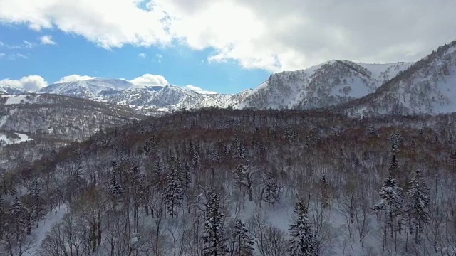 天线:雪松林视频素材