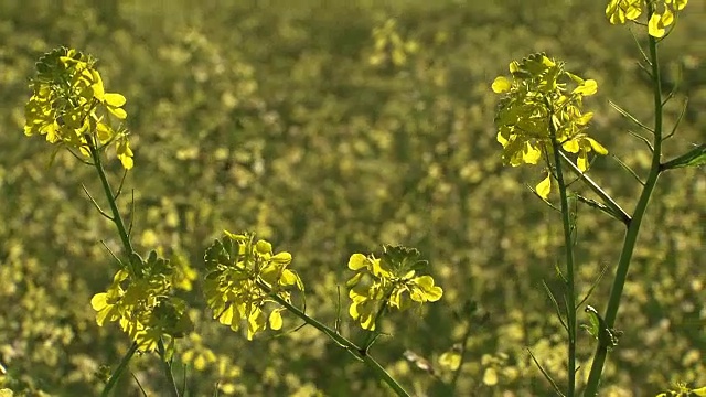 Landschaftsaufnahmen - Gebertshum 02乡村田野视频素材