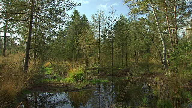 Landschaftsaufnahmen - Moor由Obertrumersee 05起源视频素材