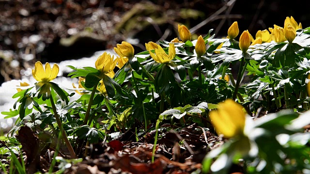 冬乌头，Eranthis hyemalis，在小溪，巴伐利亚，德国视频素材