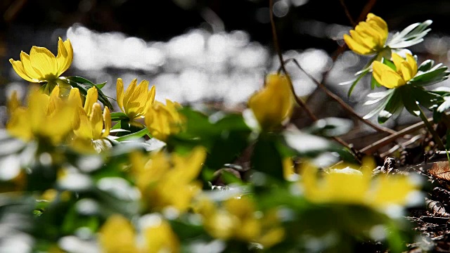 冬乌头，Eranthis hyemalis，在小溪，巴伐利亚，德国视频素材