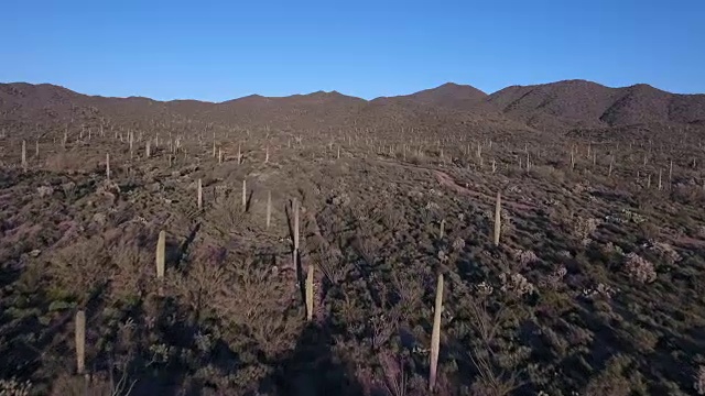 飞越仙人掌花园中等高度-无人机无人机4K亚利桑那沙漠仙人掌，踪迹，冒险，发现景观，cholla，美丽的4K自然/野生动物/天气无人机鸟瞰图视频素材