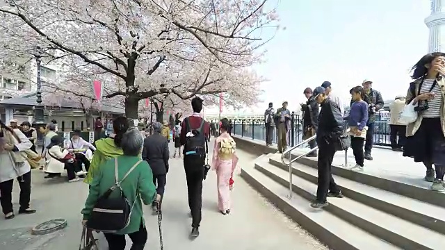 东京的樱花节视频素材