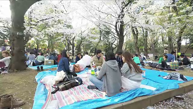 东京的樱花节视频素材