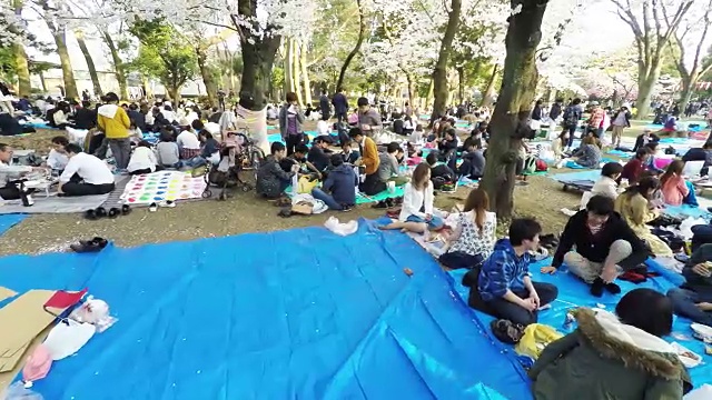 东京的樱花节视频素材