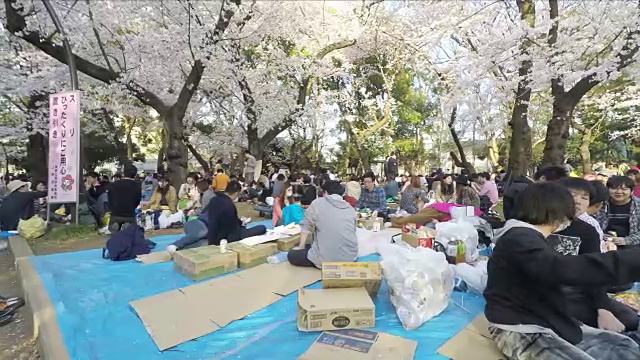 东京的樱花节视频素材