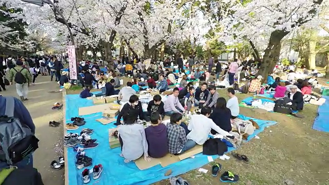 东京的樱花节视频素材