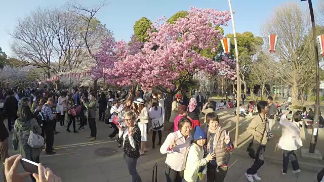 东京的樱花节视频素材