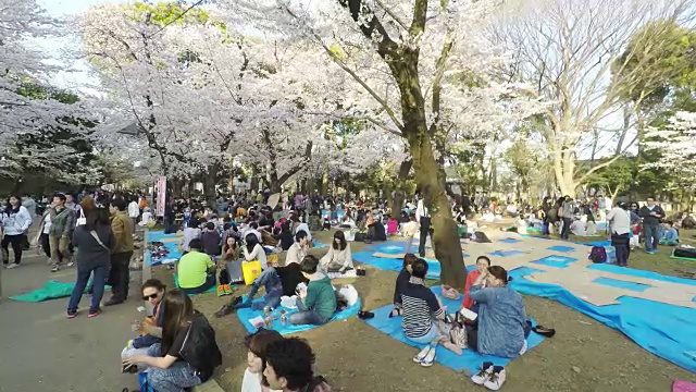 东京的樱花节视频素材