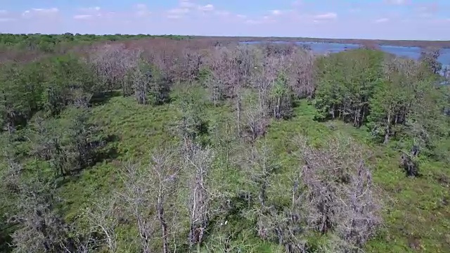 飞越河口鸟飞在远处-无人机空中4K湿地，沼泽河口野生动物鳄鱼和筑巢白鹮，蛇眼镜蛇，鸬鹚，白鹭，白鹭，Spoonbill，蓝鹭，鹰，鹰，4K自然/野生动物/气象无人机鸟瞰图视频素材