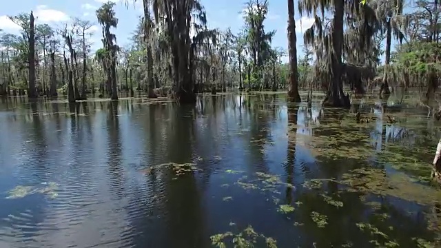 低空飞行沼泽-无人机空中4K湿地，沼泽河口与野生动物鳄鱼和筑巢白鹮，蛇眼镜蛇，鸬鹚，白鹭，白鹭，Spoonbill，蓝鹭，鹰，鹰，在美国4K自然/野生动物/气象无人机鸟瞰图视频素材