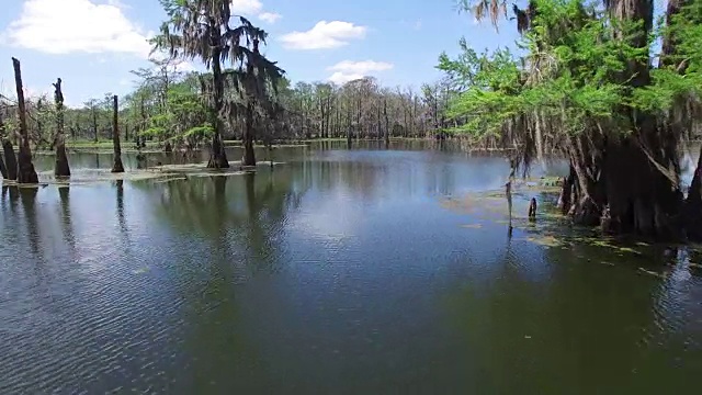 低飞的柏树-无人机航拍4K湿地，沼泽河口野生动物鳄鱼筑巢朱鹭，蛇眼镜蛇，鸬鹚，雪鹭，鹭，鹰，鹰，柏树-无人机鸟瞰图视频素材