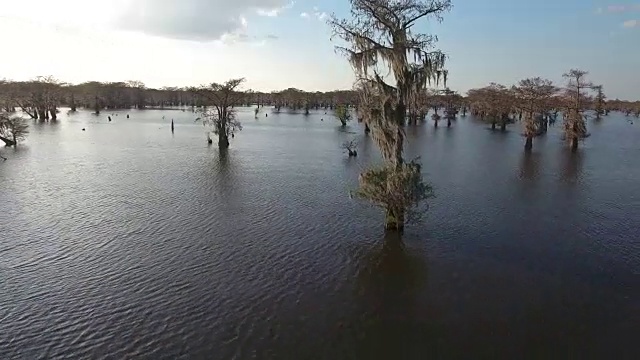 中等高度通过沼泽的柏树-无人机空中4K大沼泽地，沼泽河口与野生鳄鱼筑巢的朱鹭，蛇眼镜蛇，鸬鹚，白鹭，鹭，蓝鹭，鹰，鹰，柏树-无人机鸟瞰图视频素材