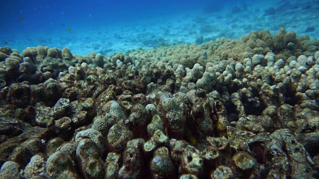 受破坏的脆弱生态系统和海洋环境中的珊瑚礁白化。视频素材