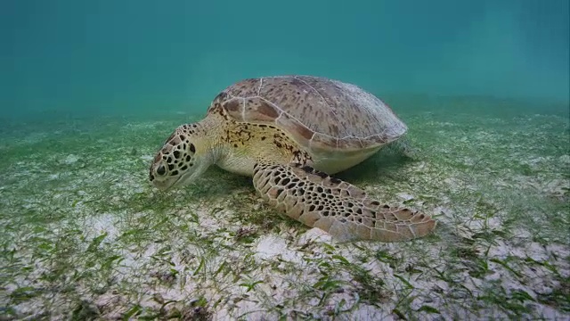 绿海龟吃海草视频素材