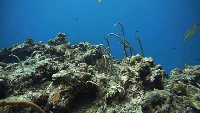 受破坏的脆弱生态系统和海洋环境中的珊瑚礁白化视频素材