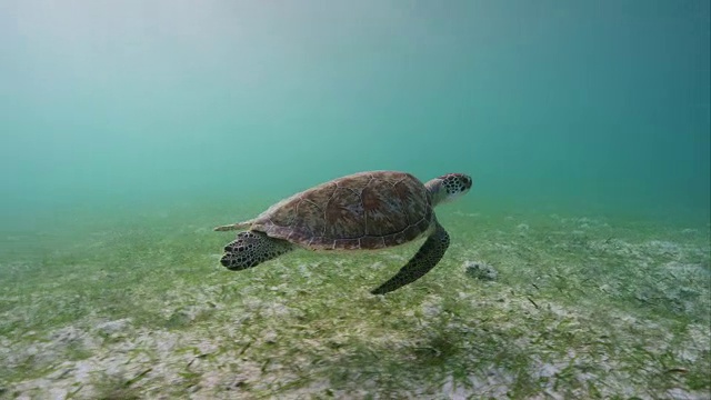 绿色海龟沿着海草游泳视频素材