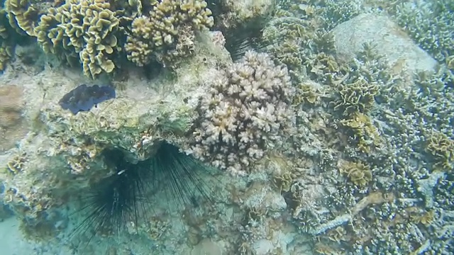 周末去浅滩潜水视频下载