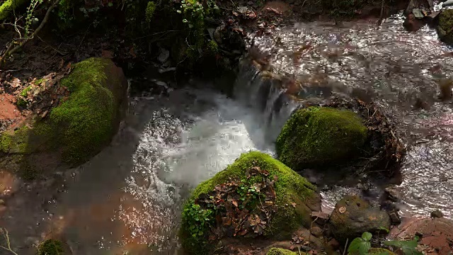 小森林的小溪视频素材