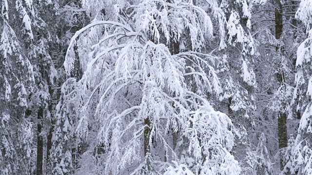 森林里白雪覆盖的树在下雪，动作缓慢。视频素材