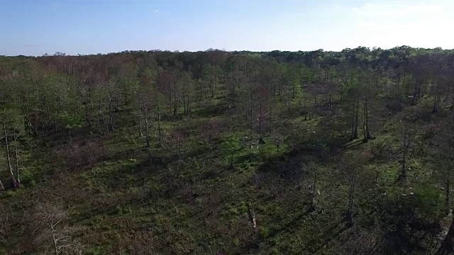 飞行在鸟类筑巢区-无人机航拍4K湿地，沼泽河口与野生动物鳄鱼筑巢朱鹭，蛇眼镜蛇，鸬鹚，雪鹭，鹭，鹰，鹰，柏树4K自然/野生动物/气象无人机航拍视频视频素材