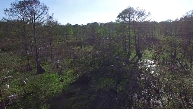 鸟类筑巢在树上快速-无人机空中4K大沼泽地，沼泽河口与野生动物鳄鱼筑巢朱鹭，蛇眼镜蛇，鸬鹚，雪鹭，鹭，鹰，鹰，柏树4K自然/野生动物/气象无人机航拍视频视频素材