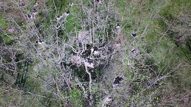 美丽的俯瞰鸟窝中的鸟类-无人机空中4K大沼泽地，沼泽河口与野生动物鳄鱼筑巢朱鹭，蛇眼镜蛇，鸬鹚，白鹭，蓝鹭，鹰，鹰，柏树4K自然/野生动物/气象无人机空中视频视频素材