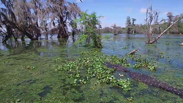 飞到鳄鱼和轨道背面-无人机航拍4K湿地，沼泽河口与野生鳄鱼筑巢朱鹭，蛇眼镜蛇，鸬鹚，雪鹭，鹭，鹰，鹰，柏树4K自然/野生动物/气象无人机航拍视频视频素材